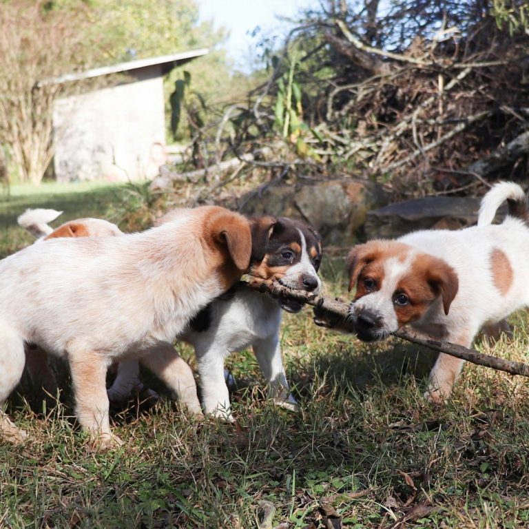 Hundeschule Birgit Klug